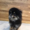 멍멍이냥 애견미용 이미지