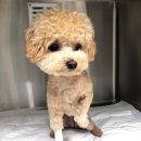 온양동물병원 이미지