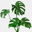 수채화와 디지털 보태니컬 드로잉 이미지