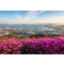 외감경로당 | 창원 천주산 진달래 축제 주차장·날씨·축제일정 완벽 정리가이드