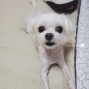 올치동물병원 이미지