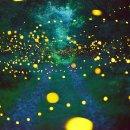 반딧불이의 기억 이미지