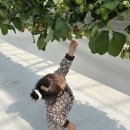 손별농장 이미지