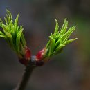 019-문산-019 이미지