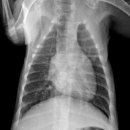 페트로동물의료원 이미지