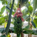 아이랑 전남 여행 추천! 함평엑스포공원에서 진짜 바나나를 봤어요🍌