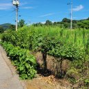 괴산고등학교 이미지