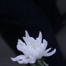 어쩌다꽃집
