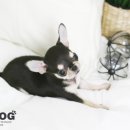 애견매니저 이미지