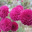 국화 Daum카페