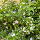 그리몽하우스 이미지