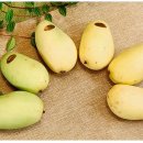 초록망고 이미지