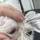 멍그라미 이발소 이미지