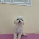 몽실몽실살롱 이미지