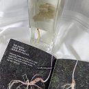 삼향-25 | 진짜 7년근 산양산삼을 담은 33가 산삼주 25도, 자연의 힘을 병 안에