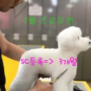 J 애견 미용 이미지