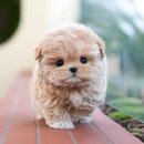 미유펫 강아지분양 고양이분양 부천점 이미지