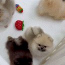 아담스펫 강아지분양 고양이분양 인천본점 이미지