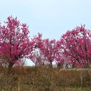 매화랜드 | 용인 에버랜드 튤립축제 하늘정원길 튤립 매화 실시간 개화현황