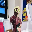 플라베스 이미지