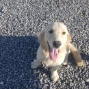 골든리트리버 무료분양합니다(분양완료) 이미지