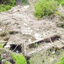 버드나무 이미지