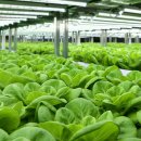 푸른농장 이미지