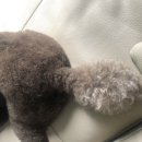 강아지미용실502 이미지