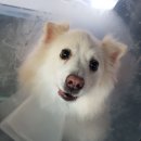 디엔씨동물병원 이미지
