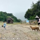 대명목장 | 홍천 비발디파크 곤돌라 양떼목장 가격 아이와 먹이주기 체험 케이블카 솔직후기