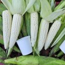 (주)미백 이미지