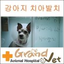 그랜드벳동물병원 이미지