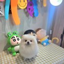 향동애견미용 이미지