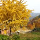 밤나무산장