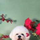 도그루밍 이미지