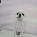 꽃보라미용실 이미지