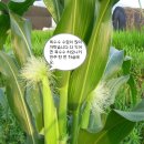 아브라함농장2 이미지