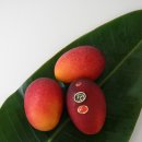 애플망고 이미지