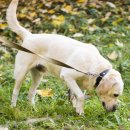 반려동물병원 이미지