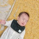 자이안트 | 5개월 아기 문화센터 신청 방법 프리미엄 오감놀이 리틀 자이언트 수강 후기