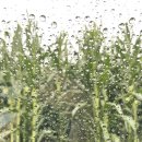 하늘대로5 이미지