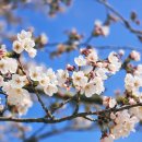 2025 경포 벚꽃 잔치 | 2025 강릉 경포벚꽃축제 후기｜개화 상황과 벚꽃핑 행사 현장