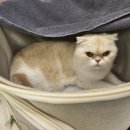 캣앤캣 고양이 병원 이미지