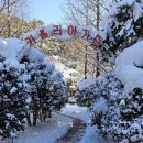 동백 이미지