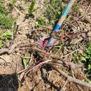 개머루와 뱀입니다(패스할분은 패스해줘요) 이미지