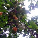 냉천초등학교 이미지