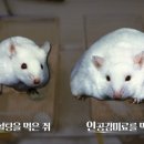 스페셜독 이미지