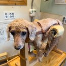 동물제중원금손이 동물병원 이미지