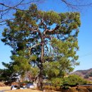 순흥의 연리지송 이미지