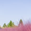 핑크애견 이미지